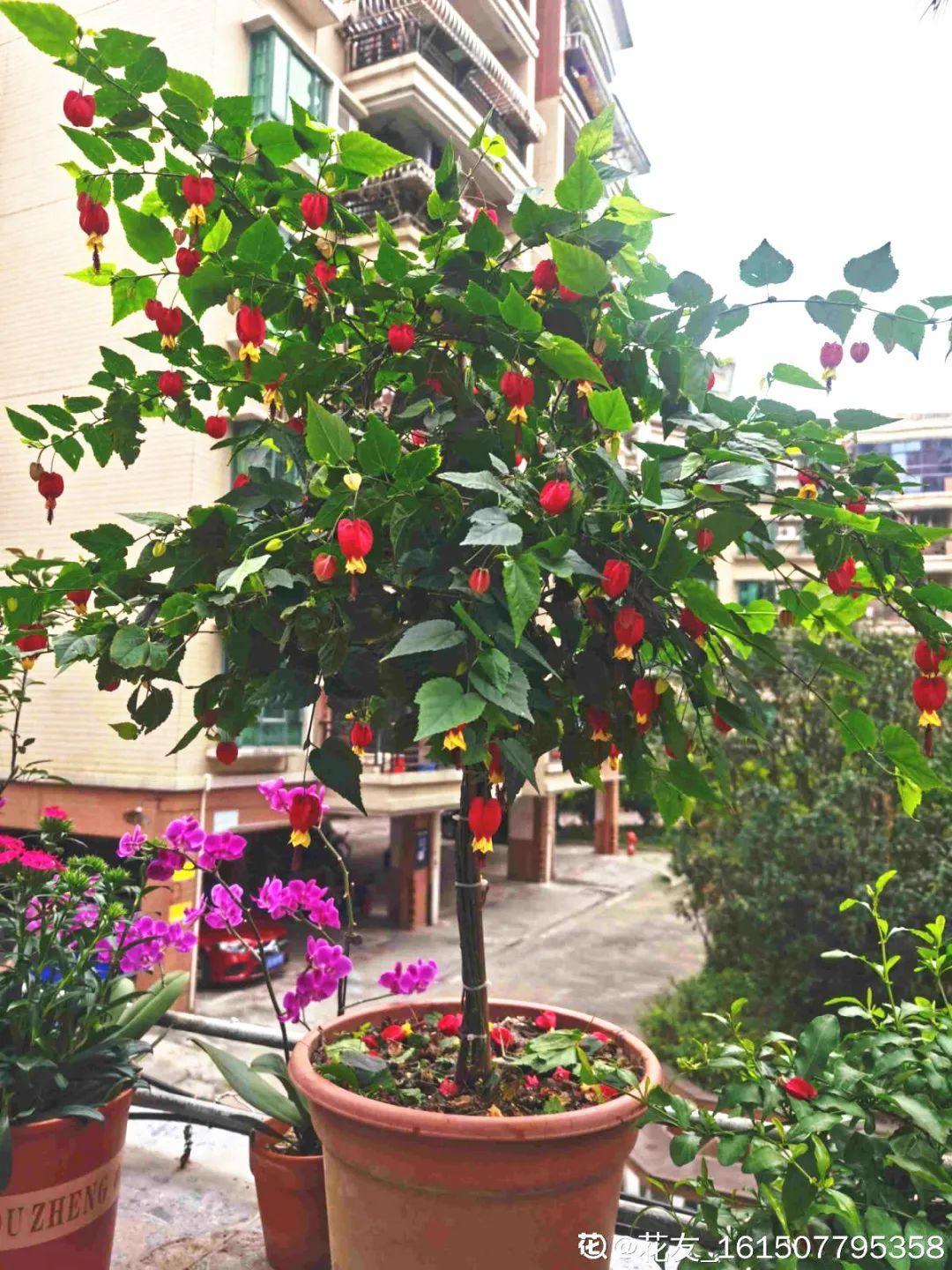 灯笼花又叫蔓性风铃花,学名:红萼苘麻,它是锦葵科苘麻属植物,是一种