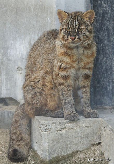最大的猫属动物——丛林猫,华北民间传说中的"野狸子"是它吗?