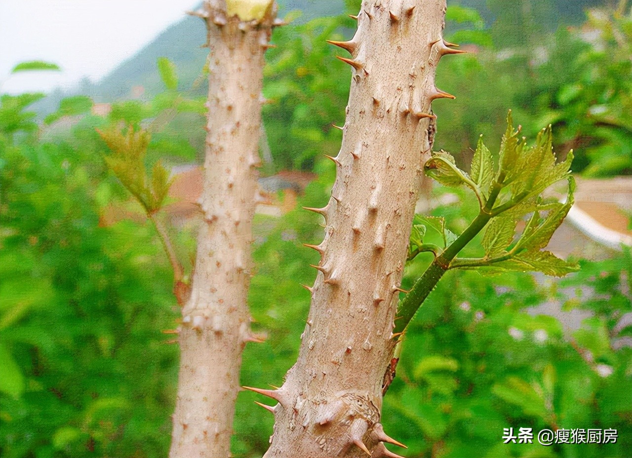 40种野菜图片大全,教你认识不同的野菜和吃法,你想要的野菜都有