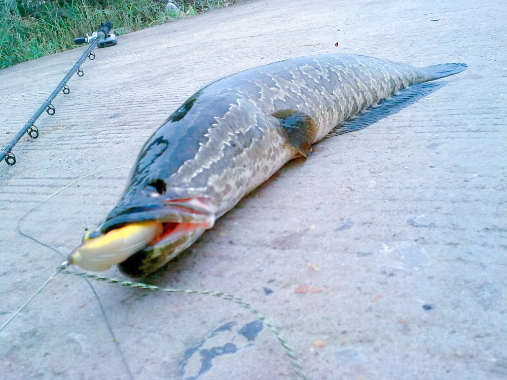 恐怖黑鱼疯长如蟒蛇,美国人被吓破胆,中国的吃货:来盘酸菜鱼