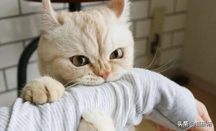 貓咪為啥會揍我？是我做錯了什么嗎？