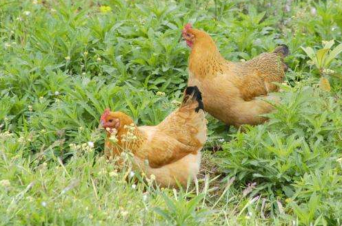 鸡子歪脖子,新城疫?沙门菌?这些混淆的鸡病总结(附区分方法)