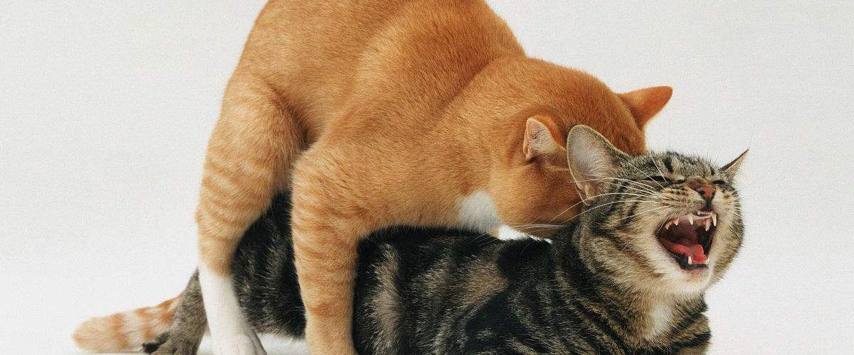 怎么给猫咪配种？猫咪配种怎么才算成功？