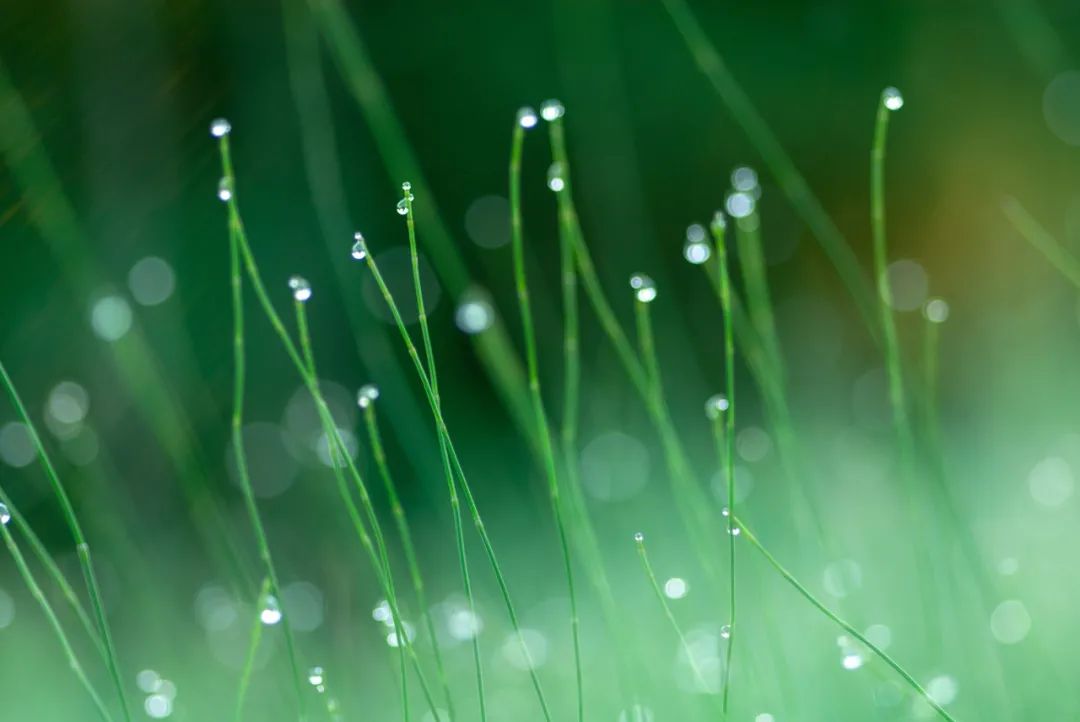 最美的5首白露诗词，清风白露，岁月无忧