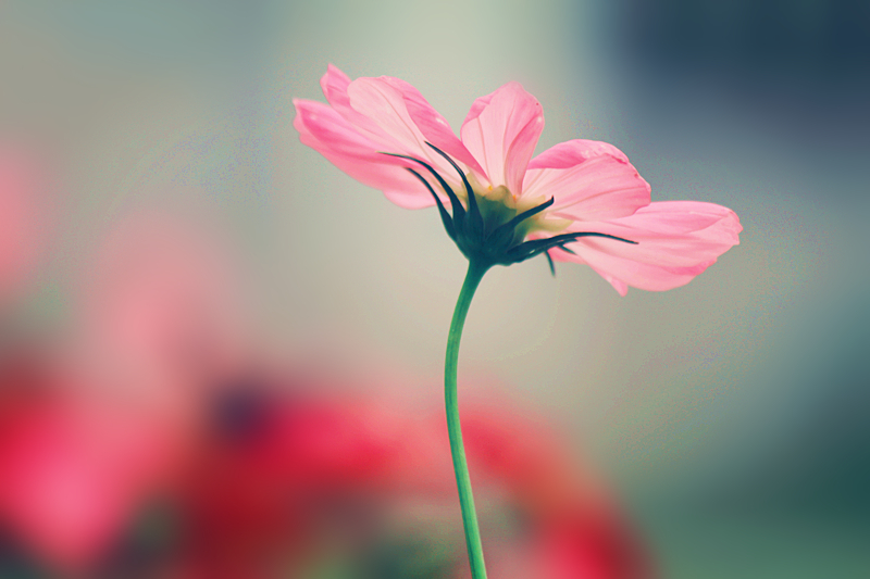 关于绽放的唯美散文 _晶羽科技