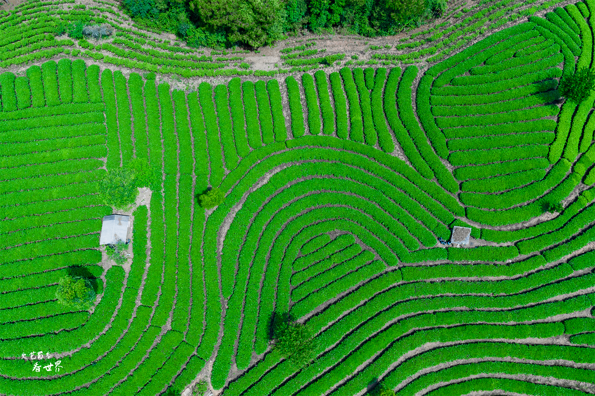 一趟高铁连通云南3个“过冬养老”胜地，北方人乐了，每年换着住