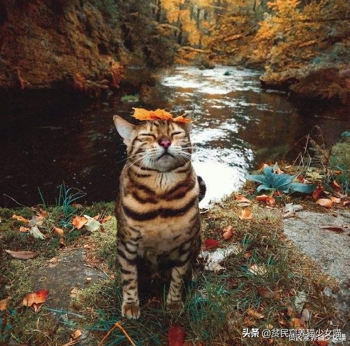 辟谣：所有猫都怕水？不是哦，养这些猫，你可能需要游泳池