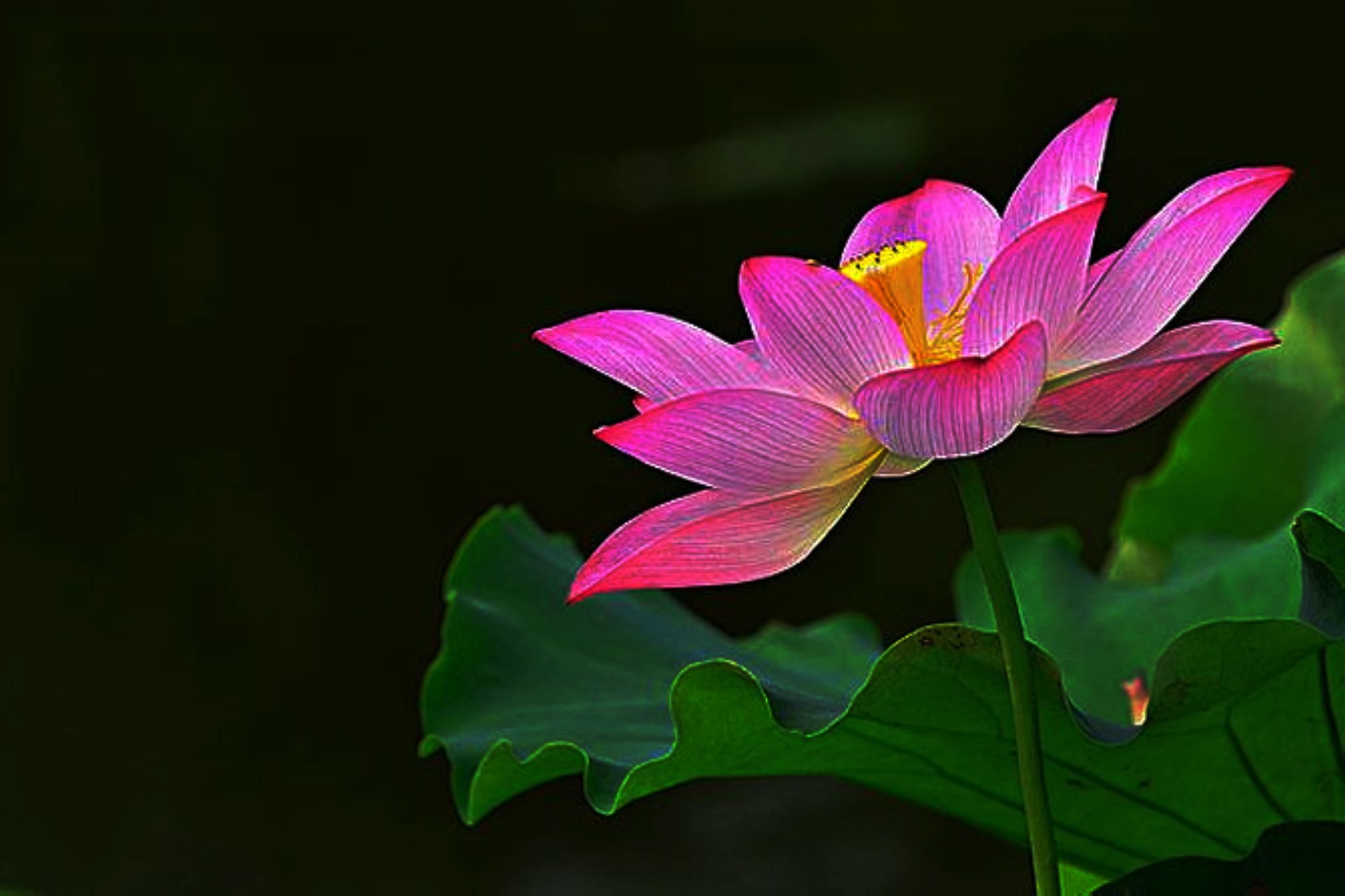 「诗画四季」夏荷，一池荷花映日月