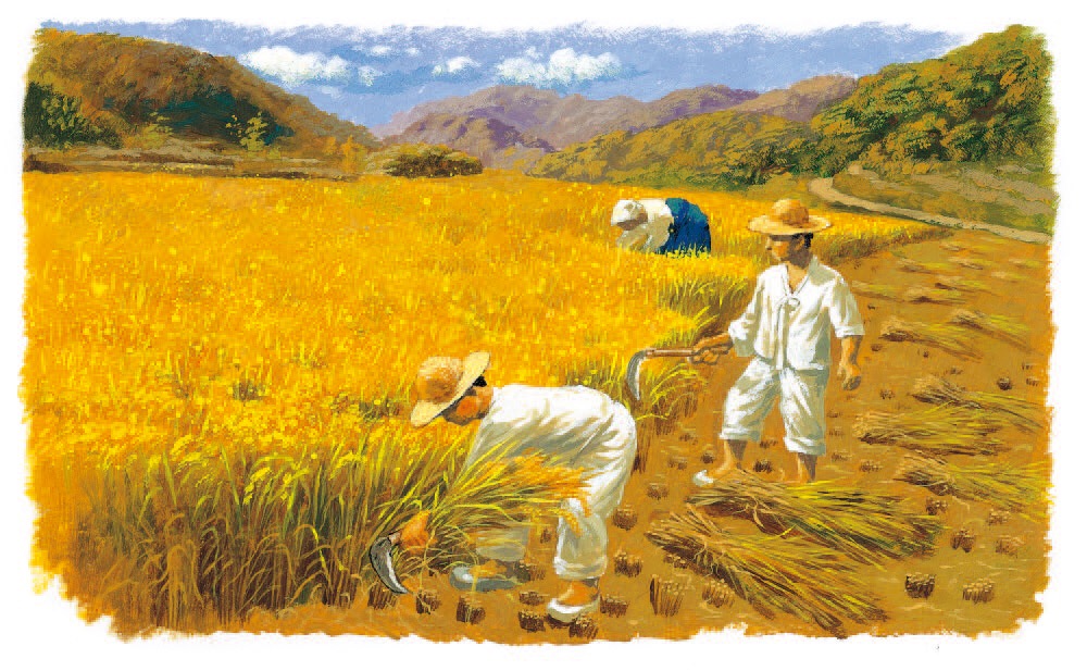 水稻是如何种出来的？恍然大悟“粒粒皆辛苦”，珍惜粮食从小做起
