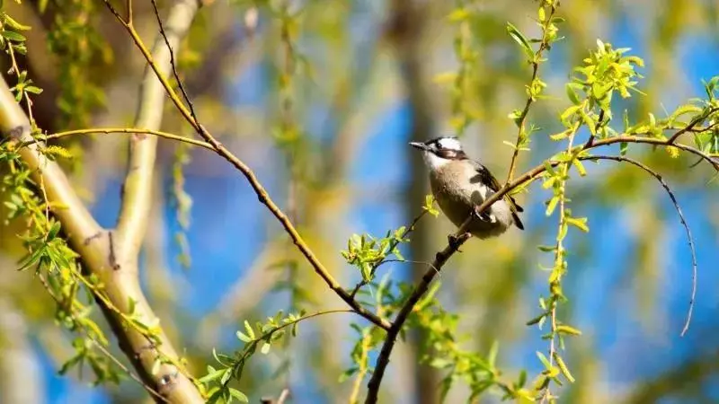 北京这个学校很“火”！坐拥3大花园、果园、动物园，集美貌与知识于一体！