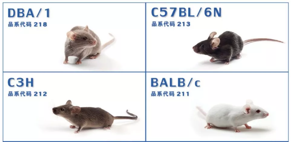 小白鼠不一定小,也不一定白