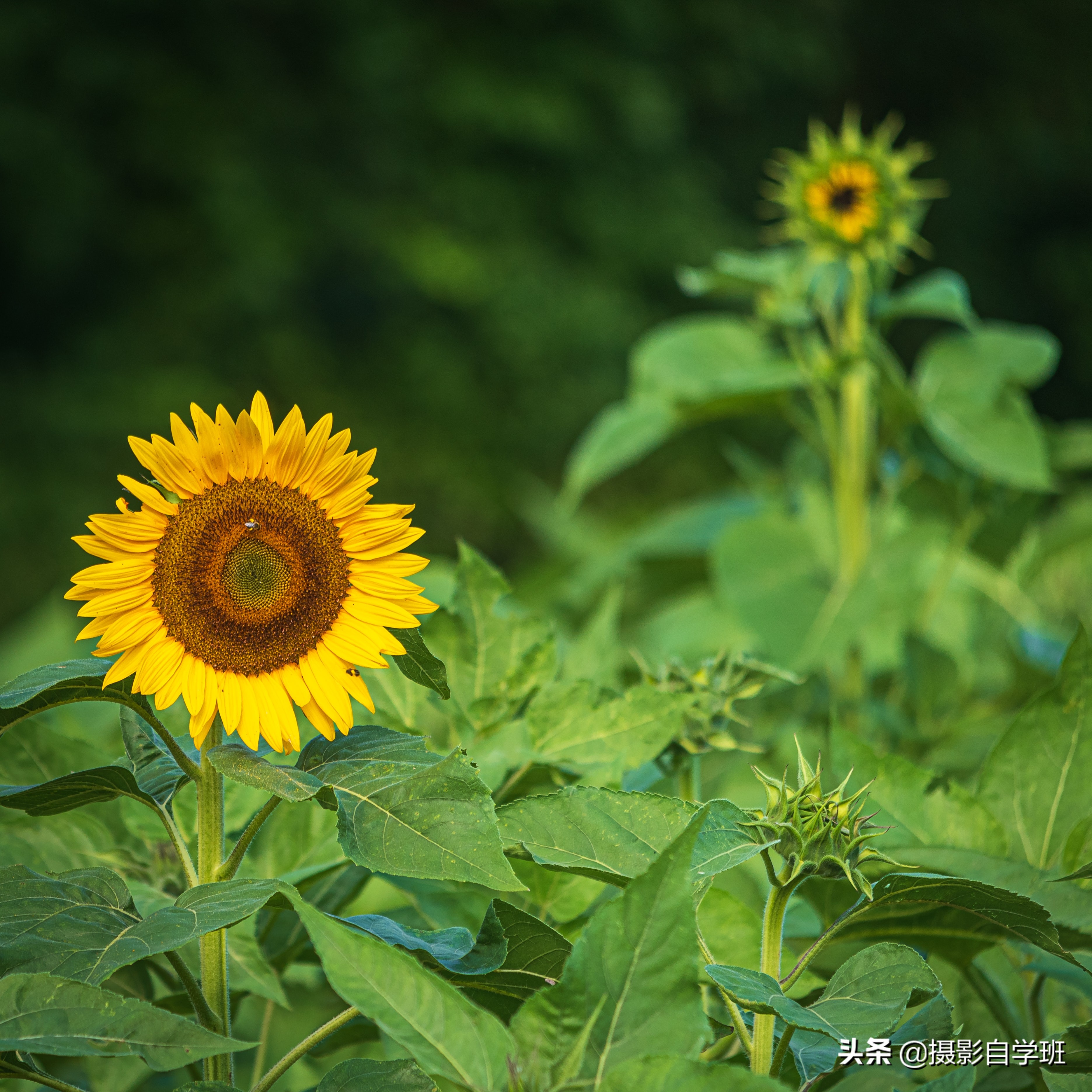 拍向日葵11个万能技巧,向日葵这么拍太美啦!摄影新手也能学会