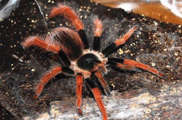 5,哥伦比亚红脚