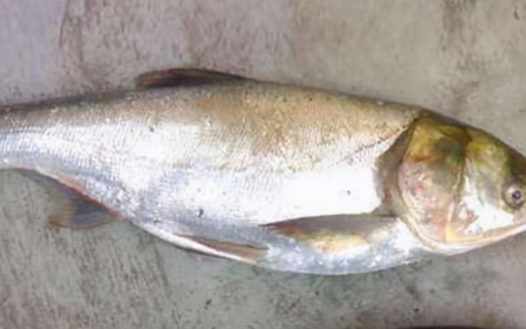 东盛澜丨鳙鱼和鲢鱼的区别