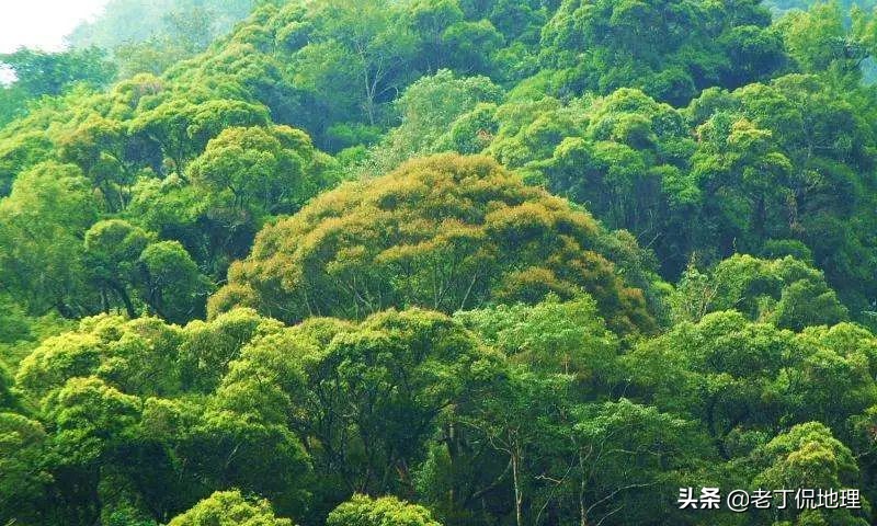 森林有哪三大效益（了解森林的效益和保护）