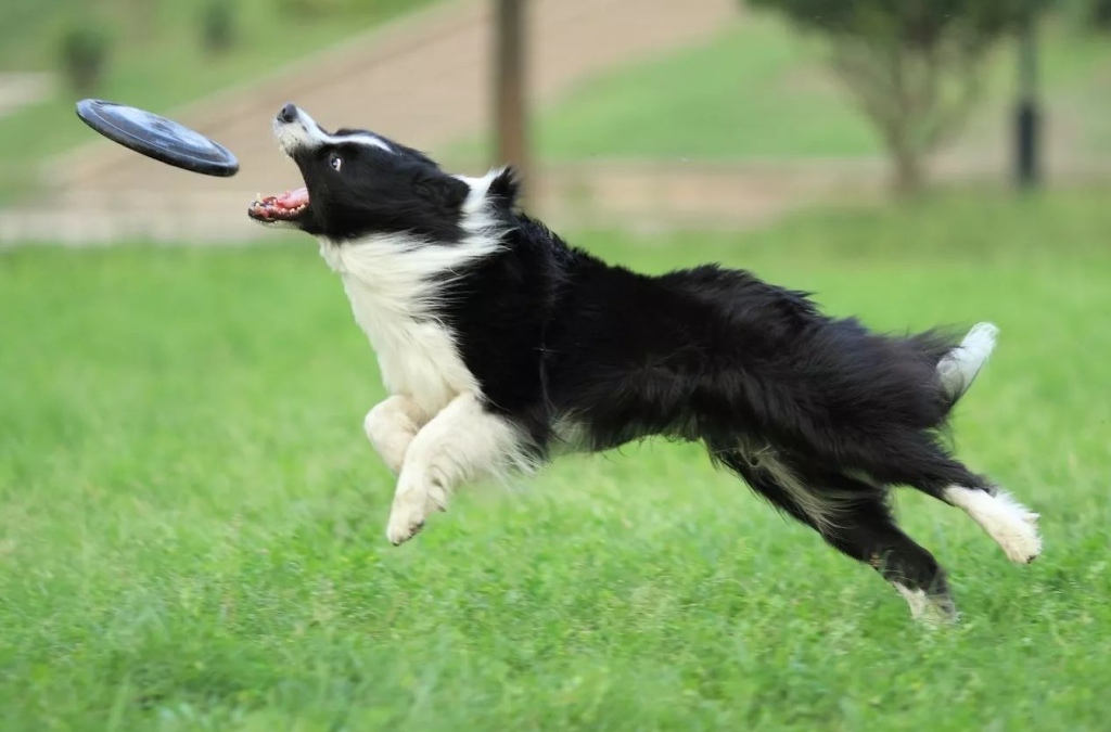 工作犬历届世界杯冠军(物种百科：边境牧羊犬)