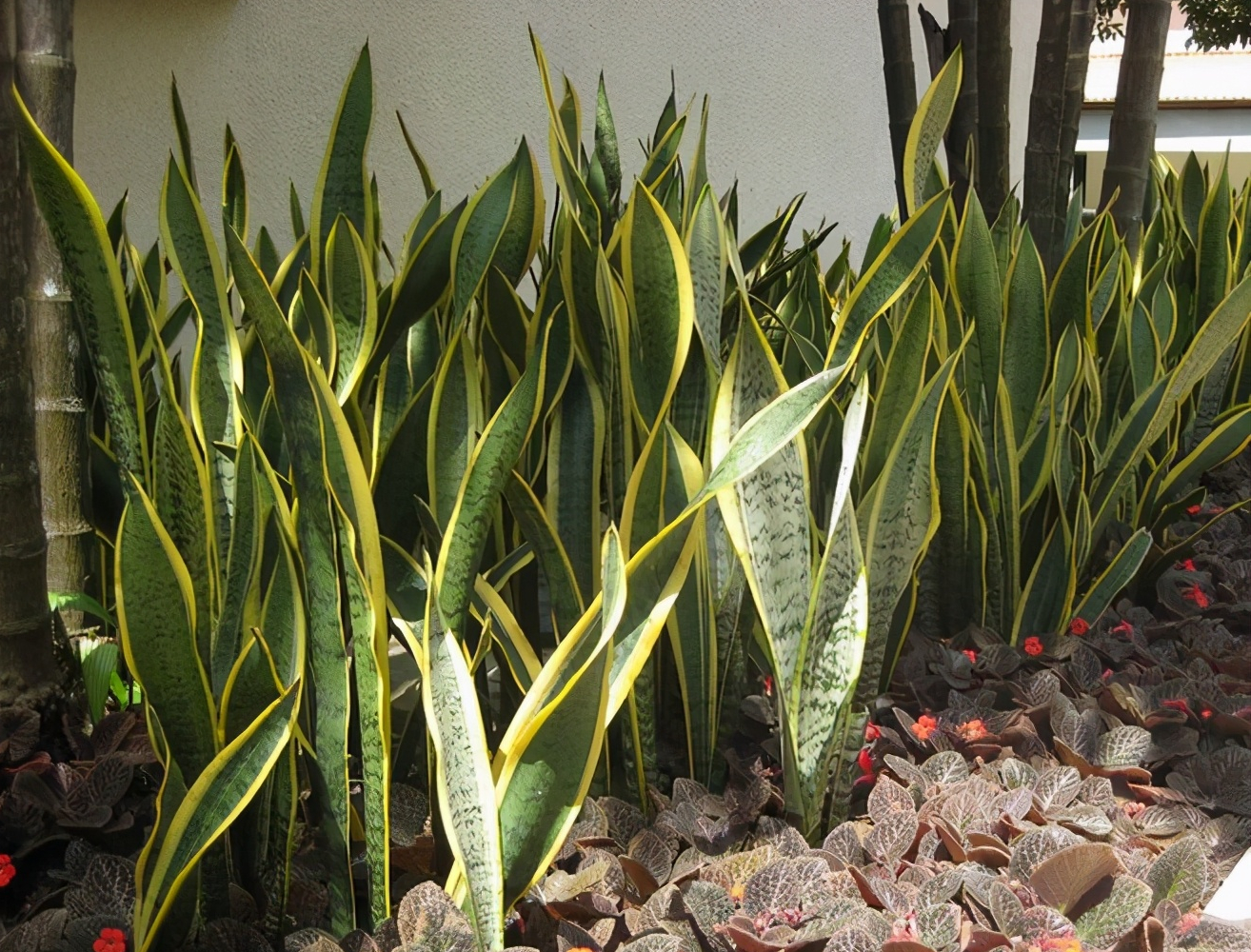 虎皮兰怕冷吗(一文了解虎皮兰的生活习性)