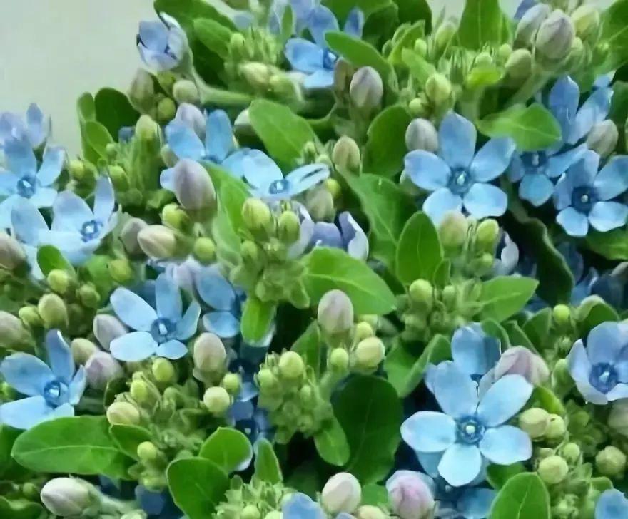 蓝星花的花语,蓝星花的花语和寓意