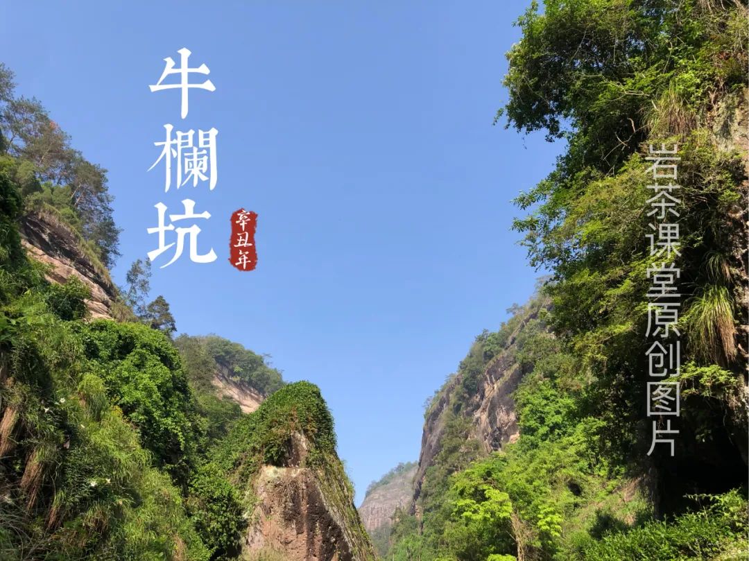 喝过牛栏坑肉桂的人，才算懂岩茶，岩茶入门的门槛这么高吗？