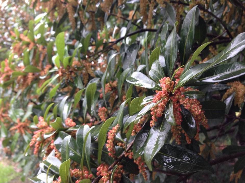 楊梅開花無人知,待到