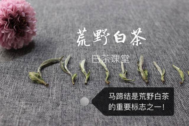 白茶有保质期吗（白茶保质期的时间三分钟告诉你答案）