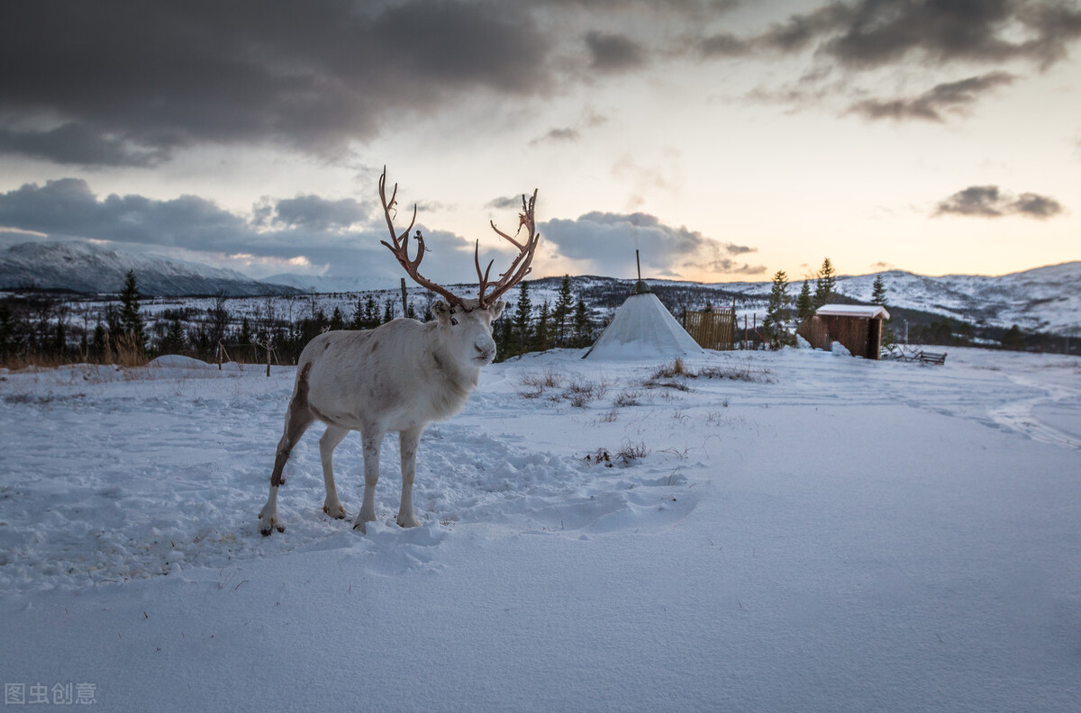 狼群追袭小驯鹿,眼看就要咬碎喉咙,鹿妈妈一头撞死了最前面的北极狼