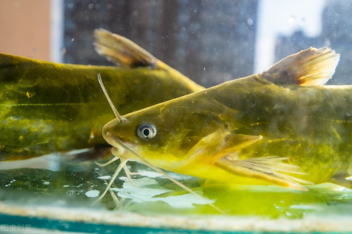 5元/斤;珠三角大鱼逆势翻红