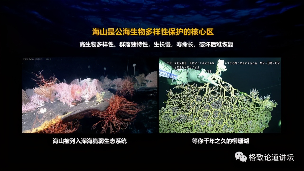 为解决繁衍问题，这个稀有的深海生物开发出了雌雄同体