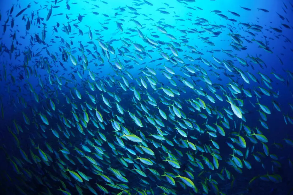 淡水魚(yú)能在海里生活嗎？