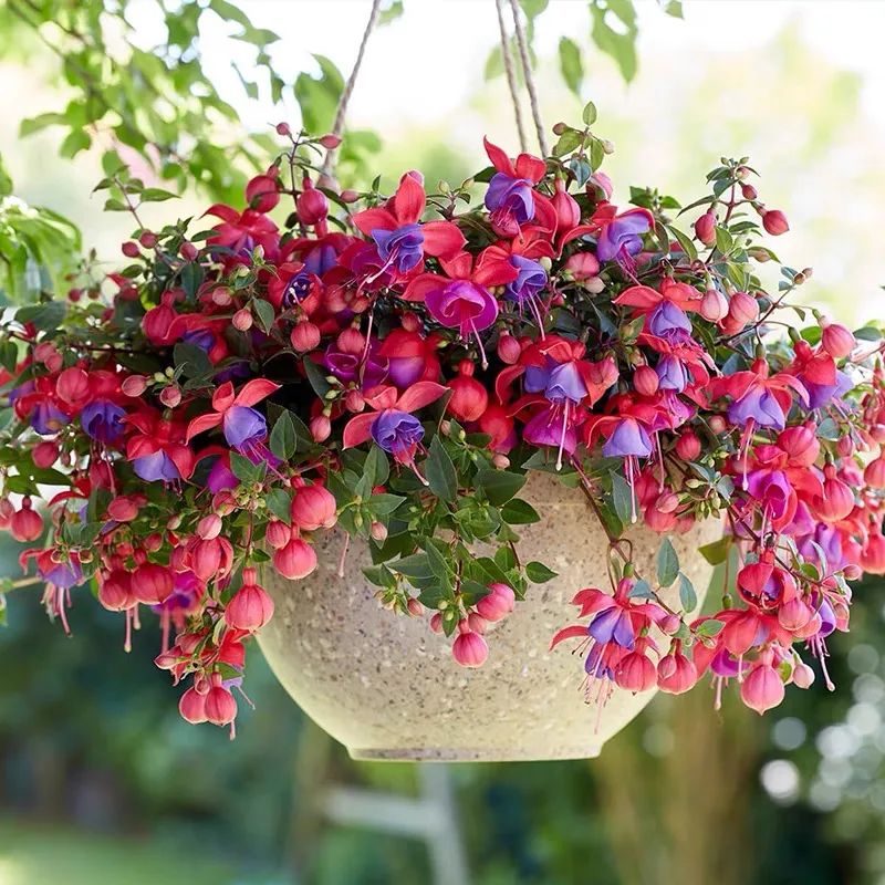 倒挂金钩教学视频(春天养倒挂金钟,记住这几点,枝头挂满"小灯笼",漂亮