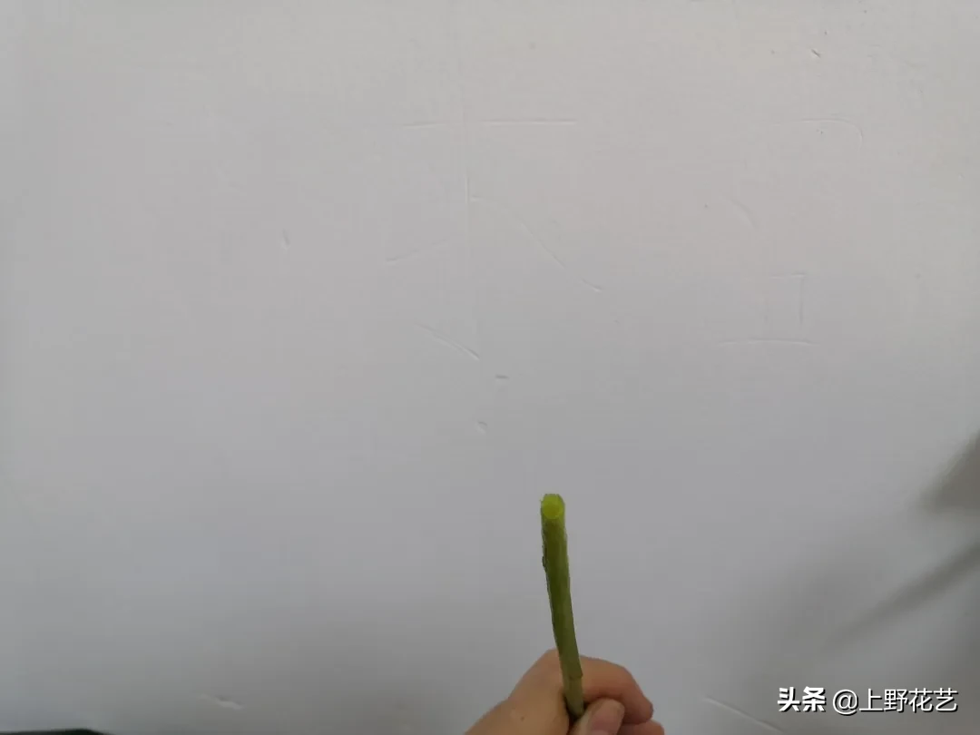 洋甘菊花适合送给什么人（洋甘菊花语把心底的阳光拿出来）