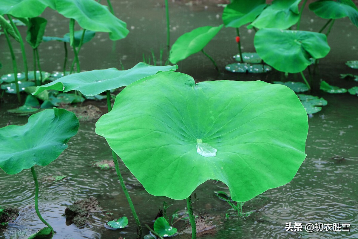 仲夏荷叶雨露七首：盈盈荷上露，满池荷叶捧真珠