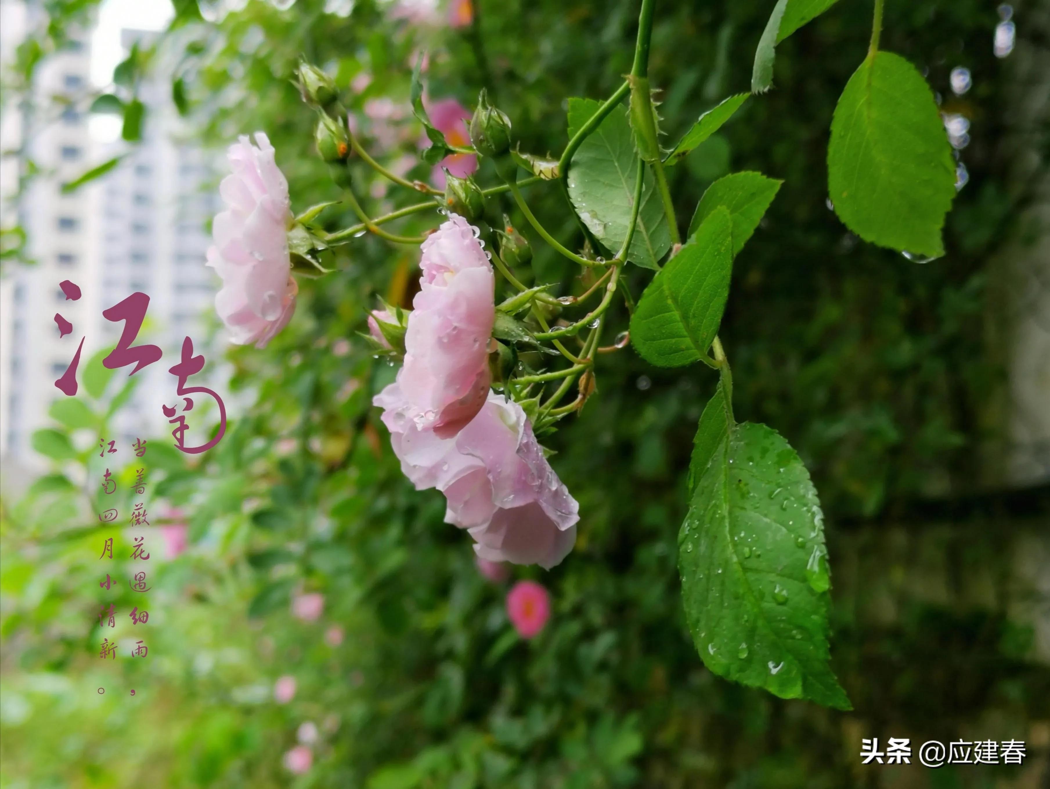 「散文」当蔷薇花遇细雨，江南四月小清新