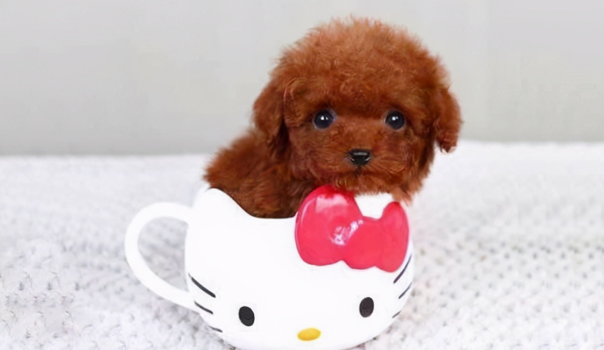 茶杯犬小狗多少钱一只(杯子狗多少钱一只)