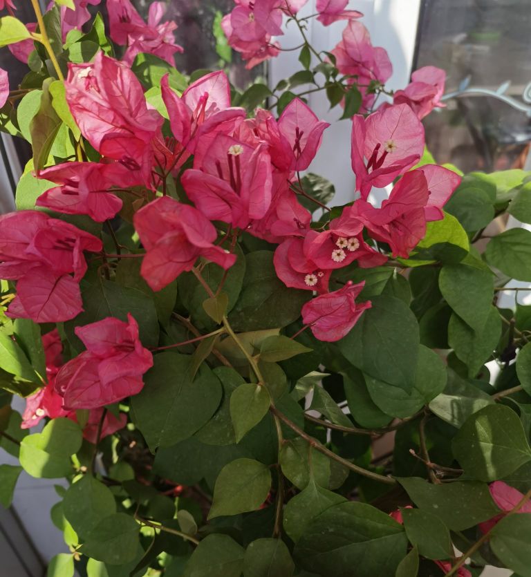 花是叶，叶似花，冬春好景致，三角梅其实叫光叶子花