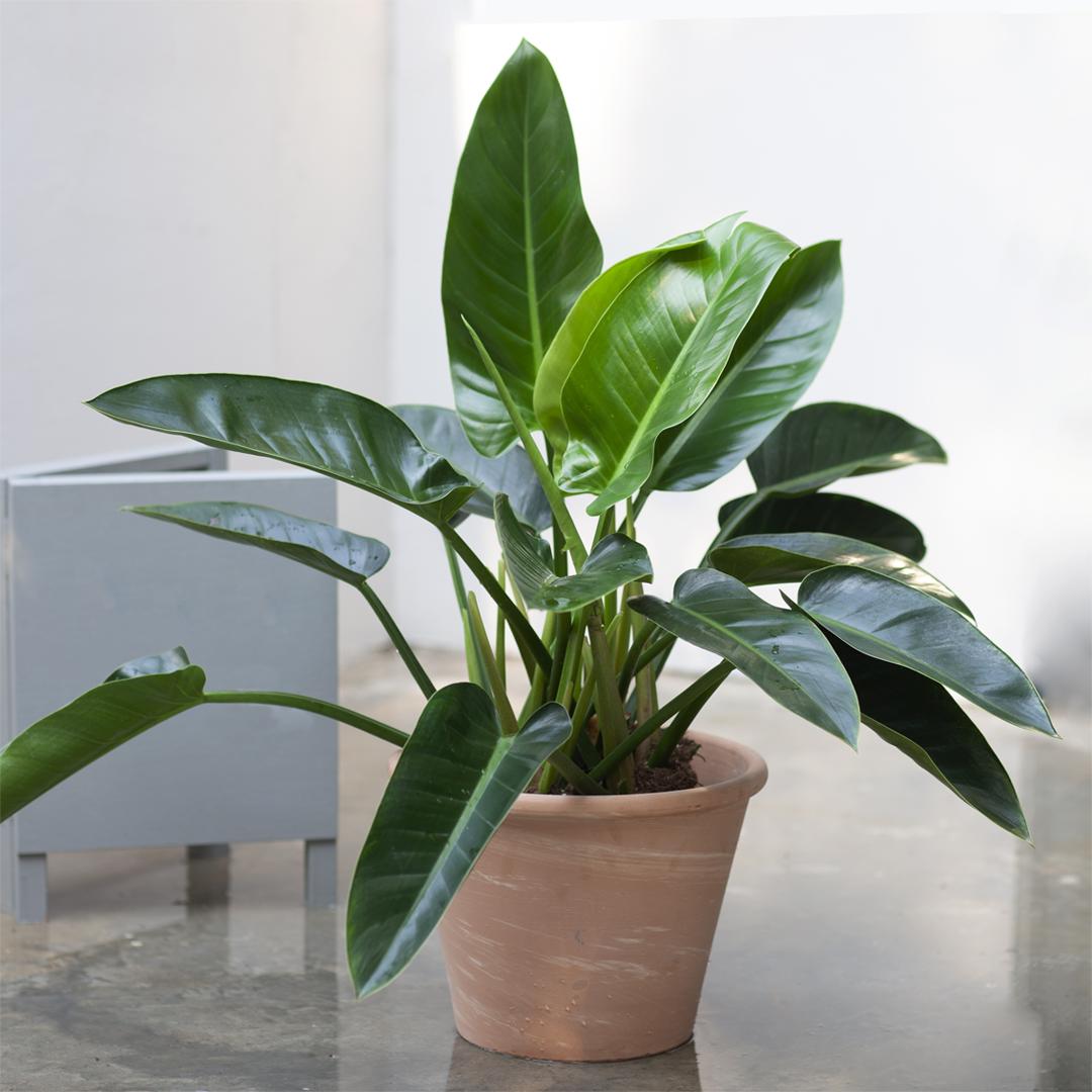 绿钻作为优质的盆栽植物,在我国多个省份都有种植,四季常青,叶片油亮