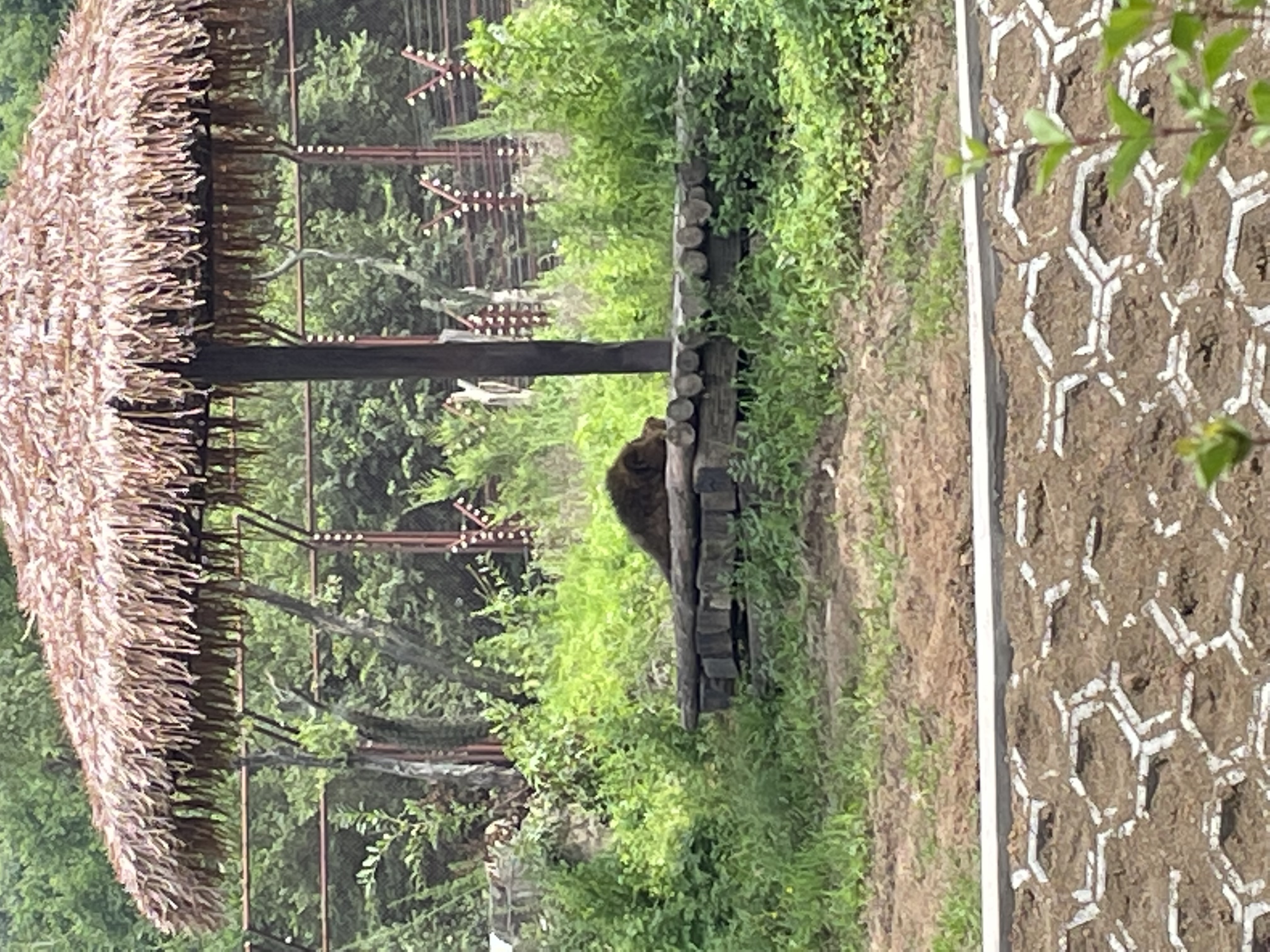 盛夏游沈阳森林动物园