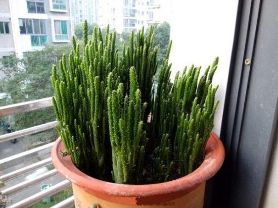 盆栽界的吉祥物不只有发财树和金钱木,养盆摇钱树也是招财植物