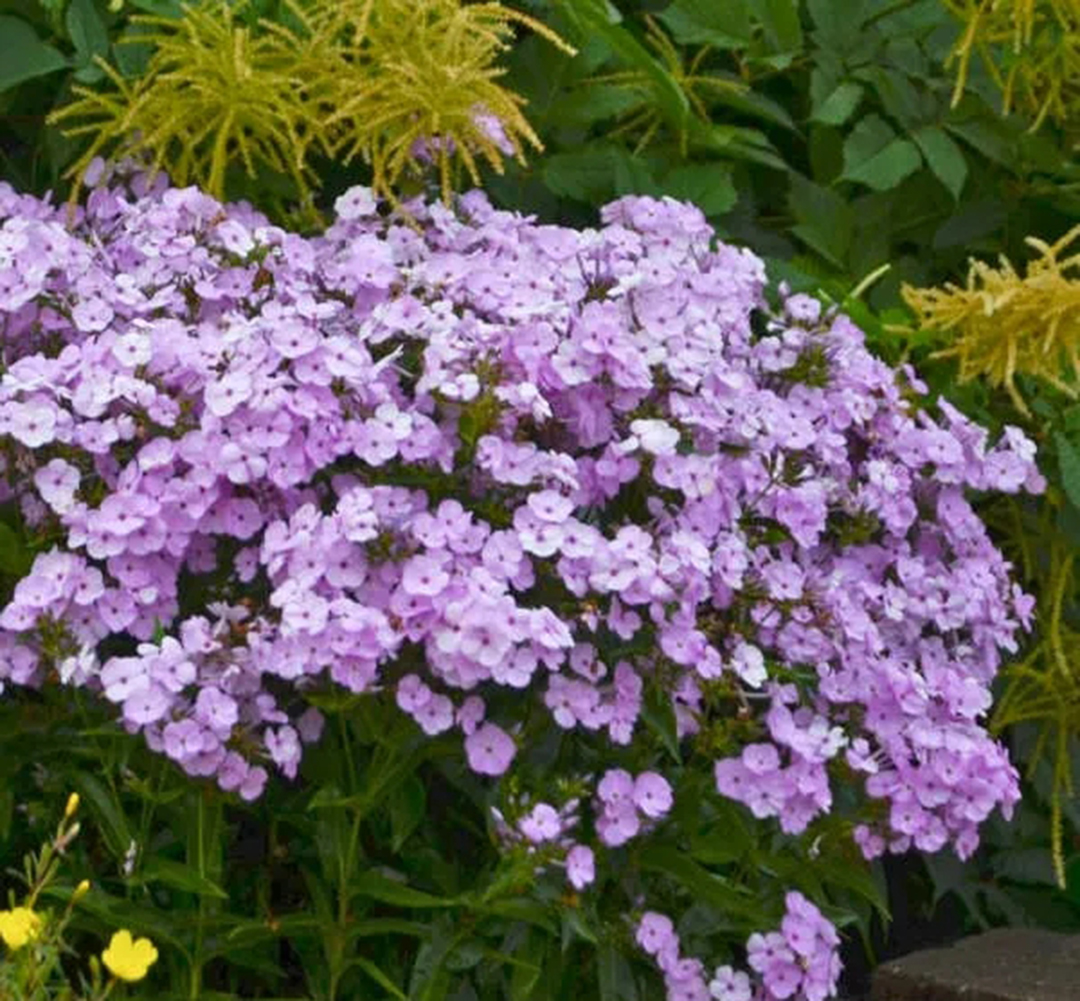 宿根福禄考花期什么时候（夏季里最佳的观花植物）
