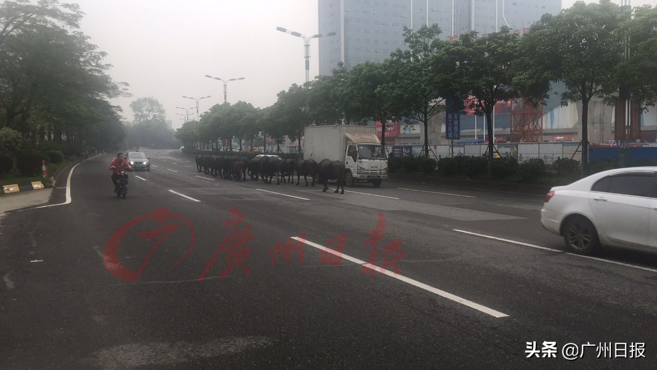 广州水牛交易市场今日价「水牛交易市场在哪里」