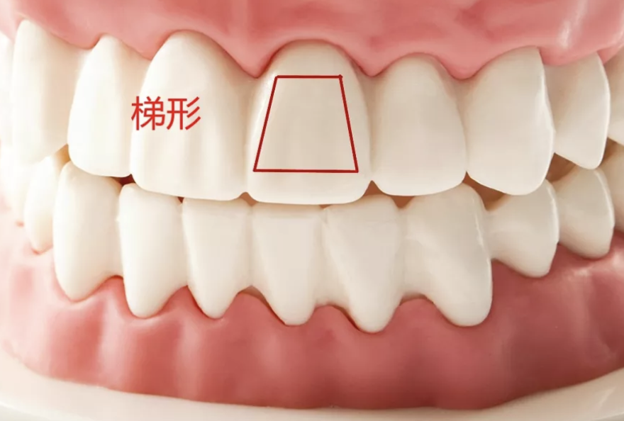 刷牙不冲牙=牙齿白刷，每天在家2分钱洗牙，这辈子都不掉牙