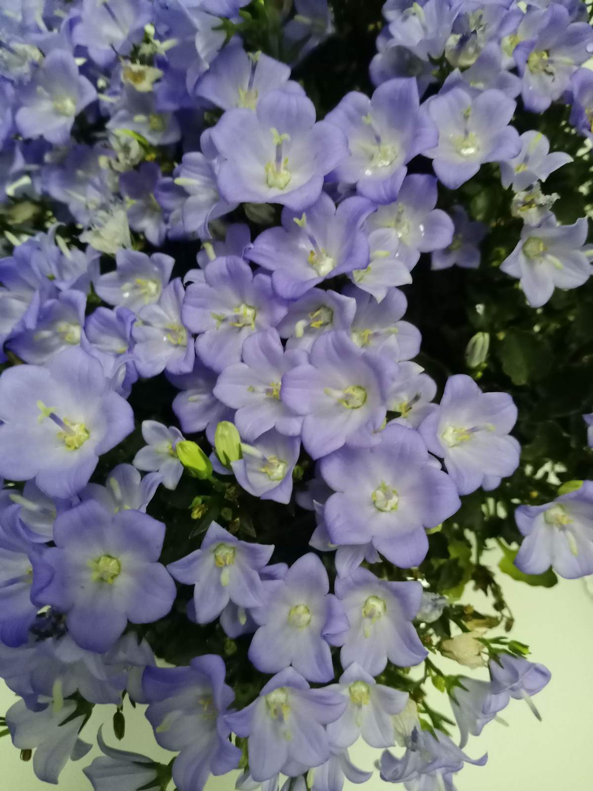 花草的图片大全（100种常见花图鉴一览表）