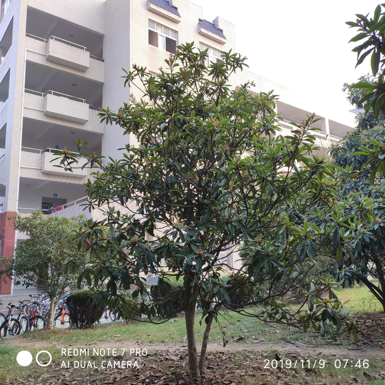 陪你一起看湖北省广水一中①——走进植物王国