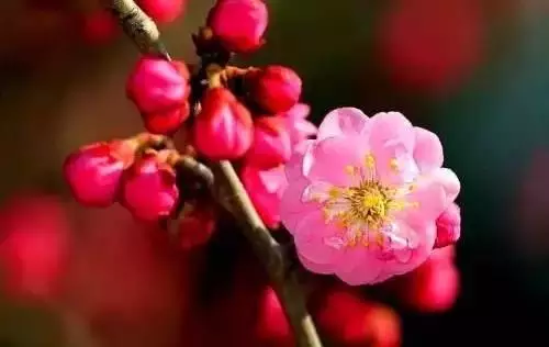 广州市市花是什么（全国56个城市的市花介绍）