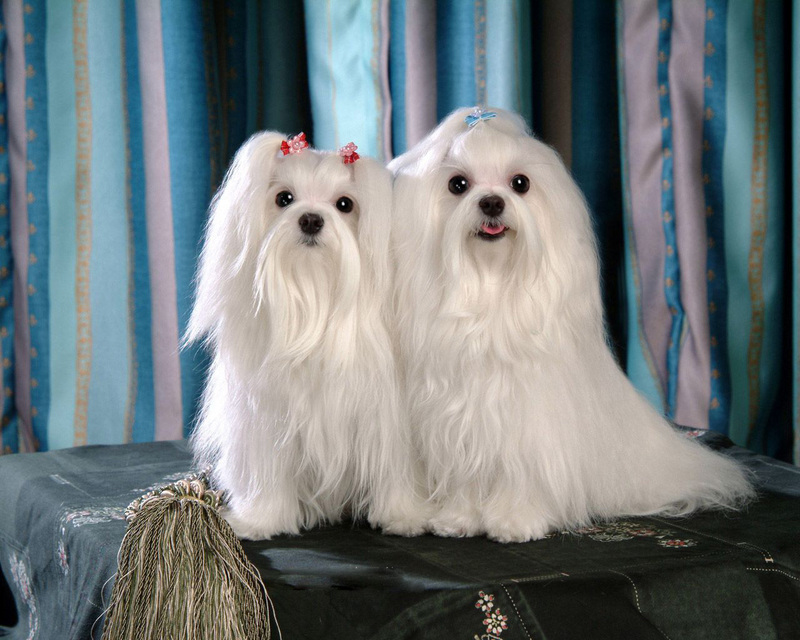 适合家养的小型犬 小型宠物犬排名及图片大全-丹霞百科