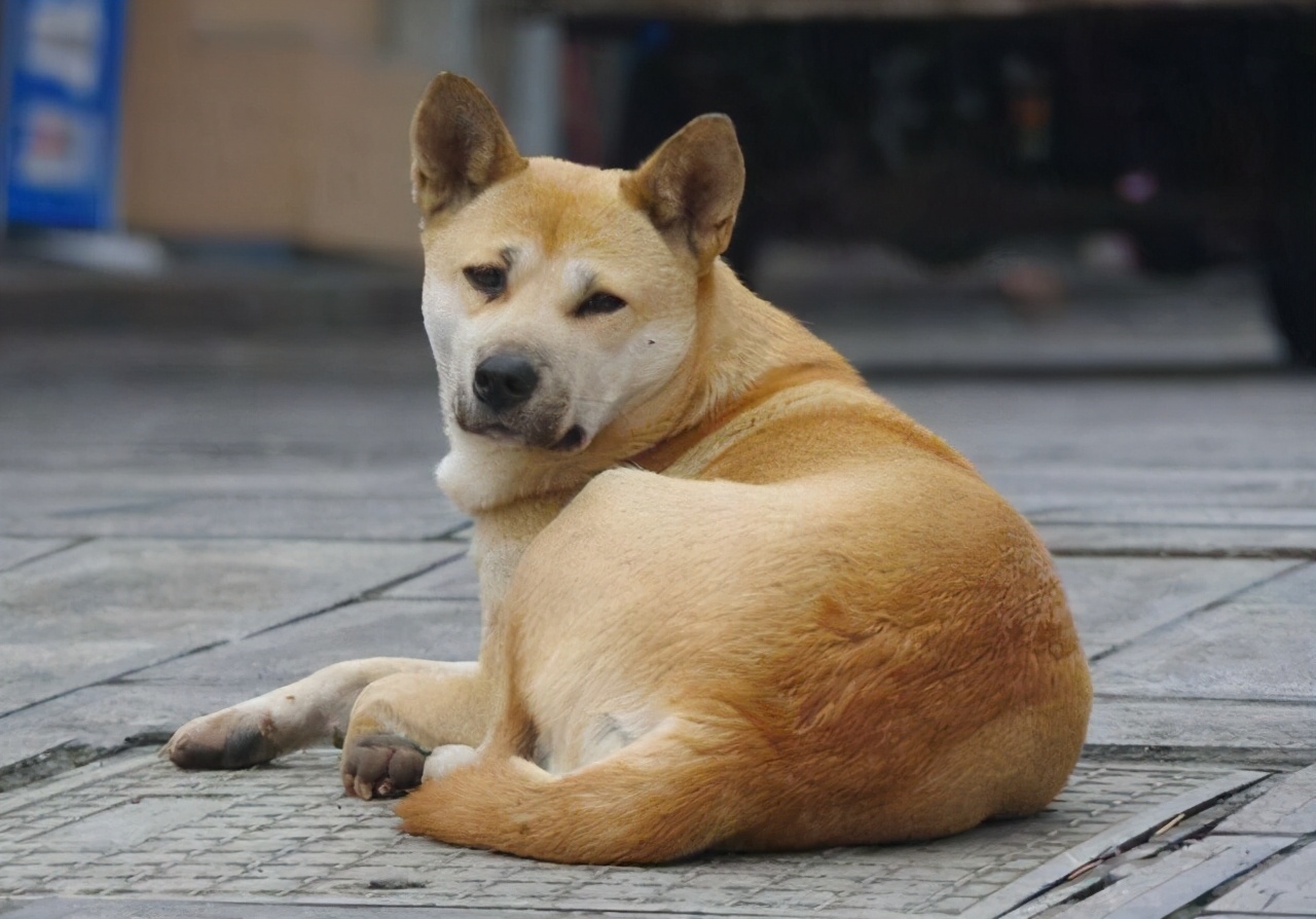 养狗"首选"的5种狗,忠诚又好养