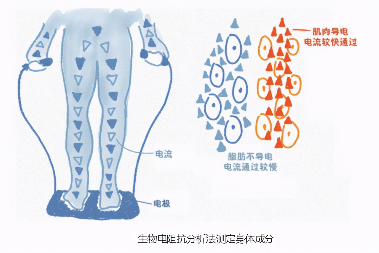 人体多少块骨头组成(了解自己的身体) - 青木春