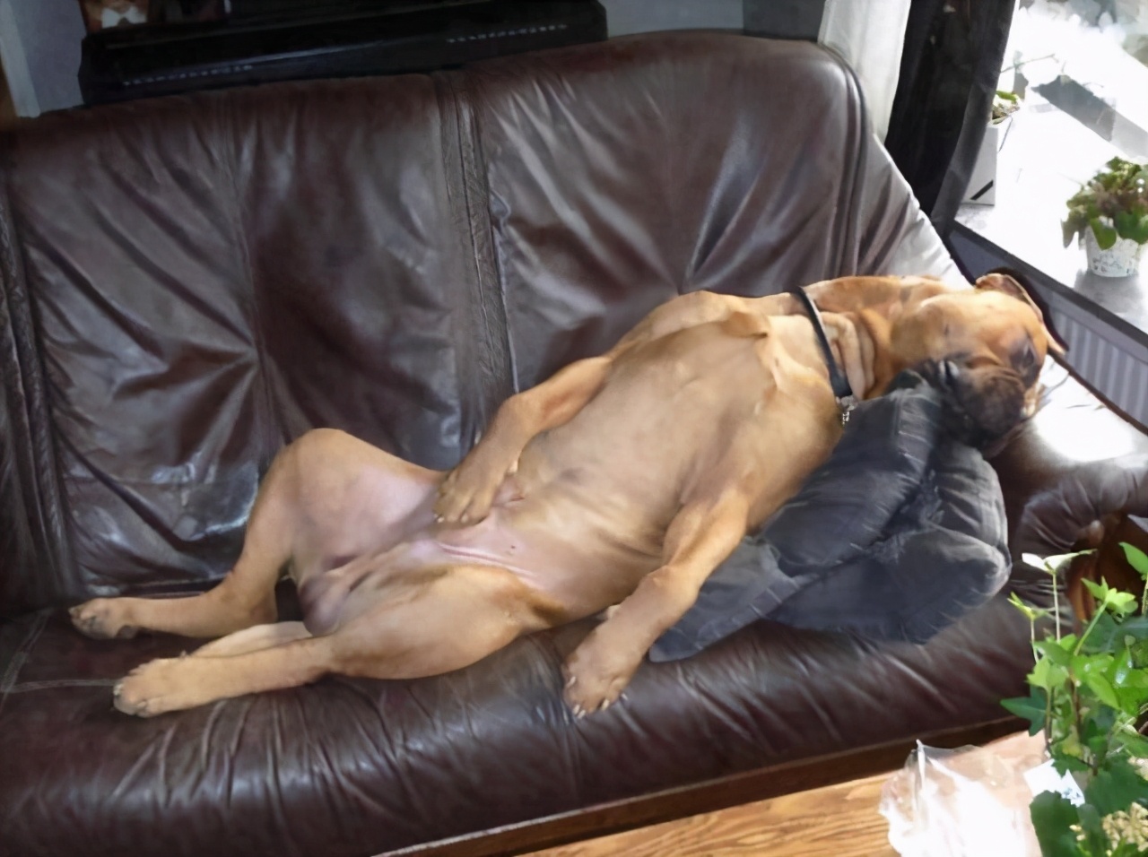 笑死了,狗狗这些睡姿,一个比一个奇葩