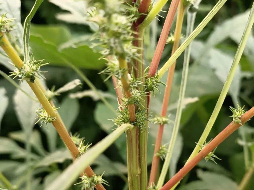 野菜的种类都有哪些（66种野菜辨别图快去尝尝）