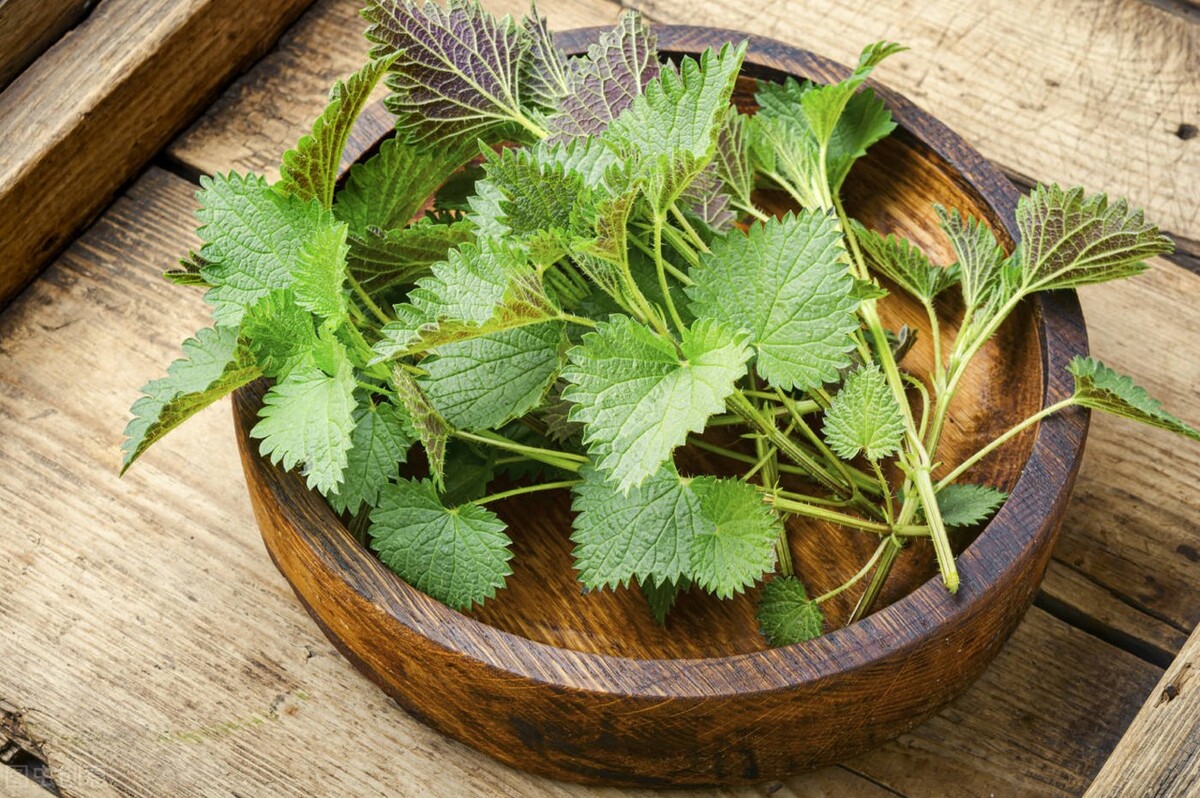 被麻葉蕁麻草紮了怎麼辦(麻葉蕁麻草的功效與作用)_友友